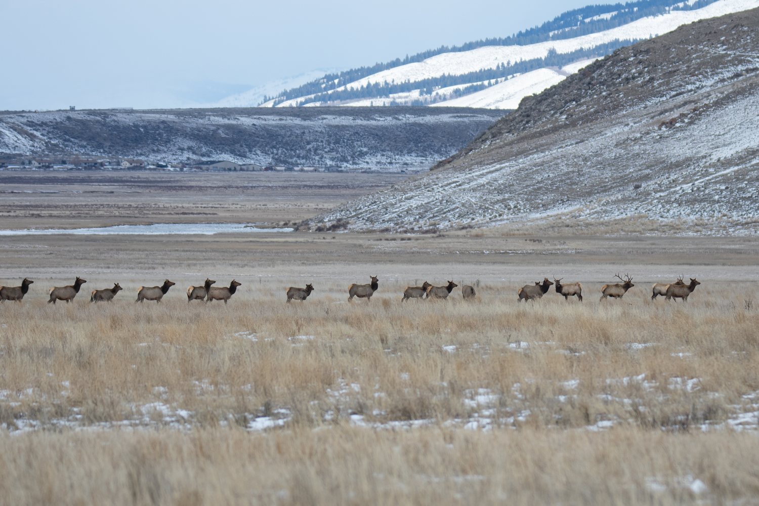 A line of elk crossing the snowy flats of the National Elk Refuge.