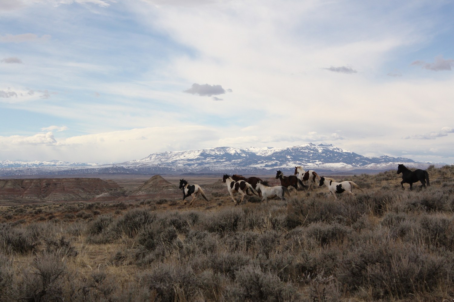Wild horses on the open range near the McCullough Peaks with snow on the mountains behind.
